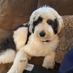 Meet your Posher, Chantelle